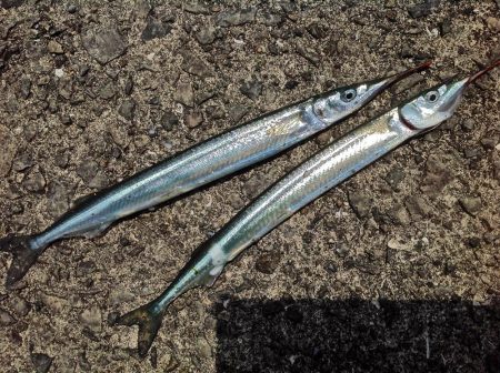 ちょい投げキスとサビキサヨリ